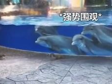 初见萌态：首次邂逅娇小海豚宝宝