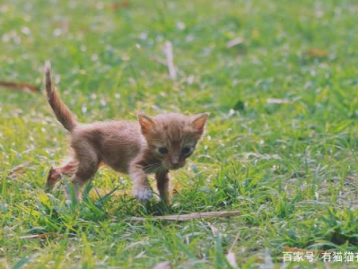 流浪猫妈妈的心声：见证小猫的成长